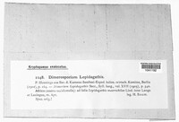Dimerosporium lepidagathis image
